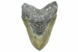 Serrated, Fossil Megalodon Tooth - North Carolina #363749-1